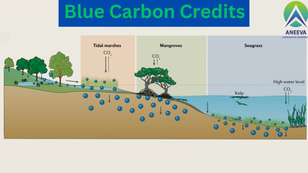 blue carbon credits